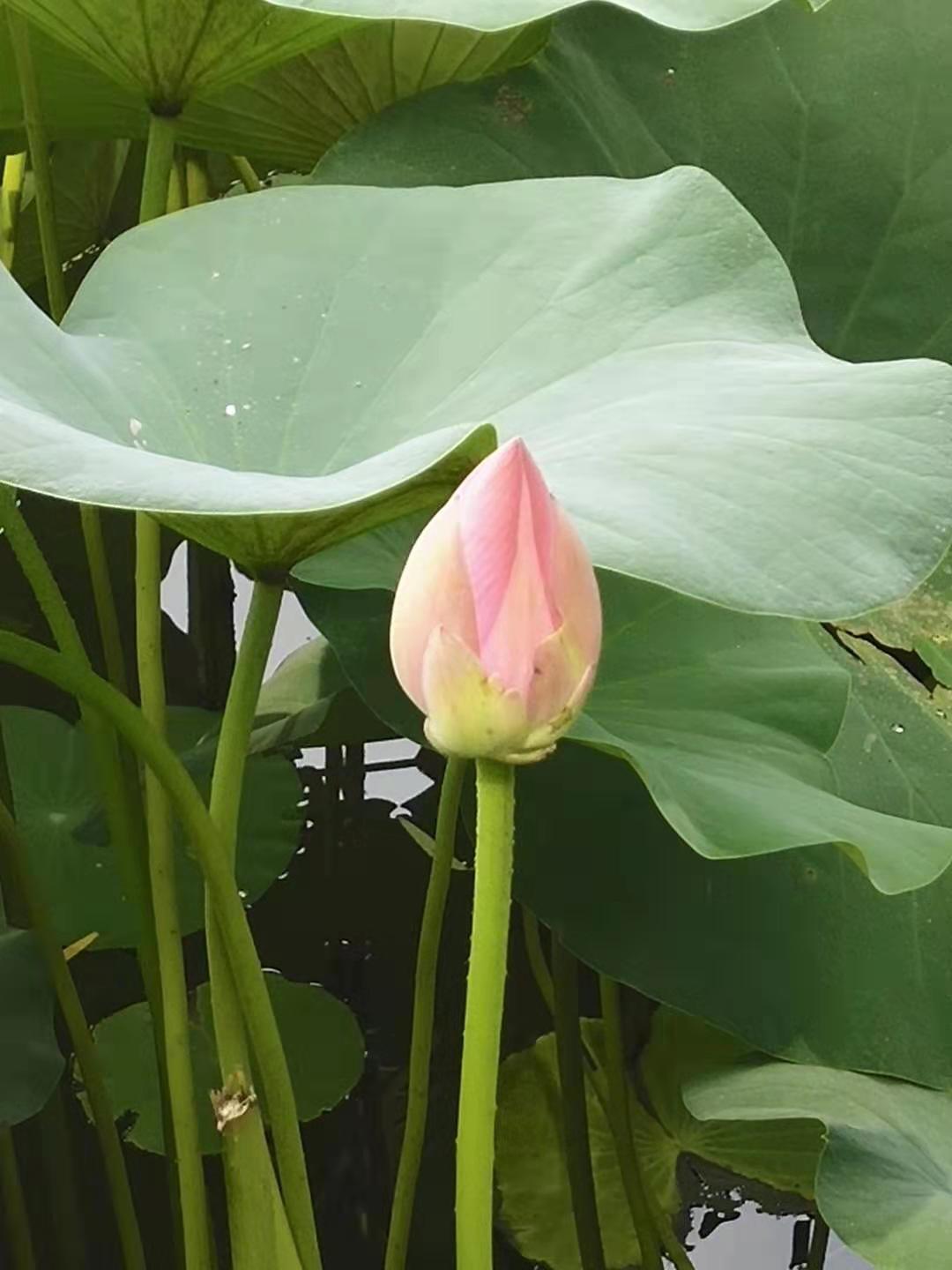 防水毯在景觀湖達到“雖由人作，宛自天開”的