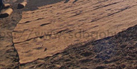 你知道城市綠化的草坪是如何一天內(nèi)生長的嗎？