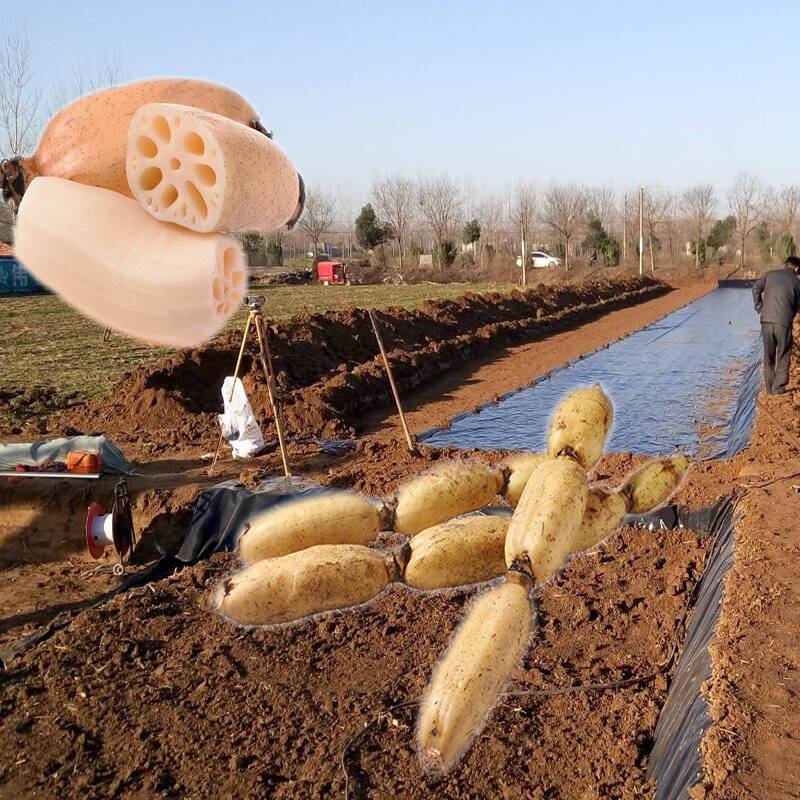 藕塘底部鋪設土工膜推廣應用前景很好